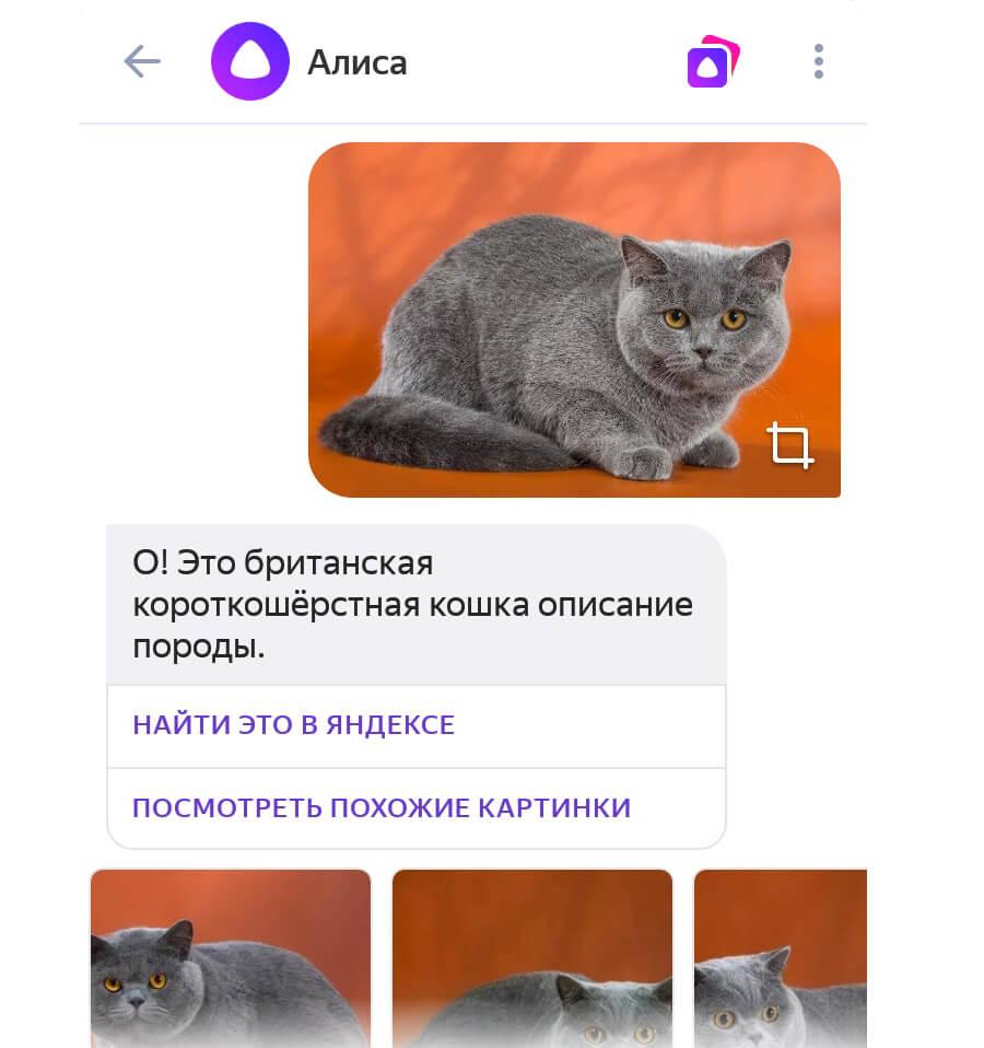 Алиса Поиск По Фотографии