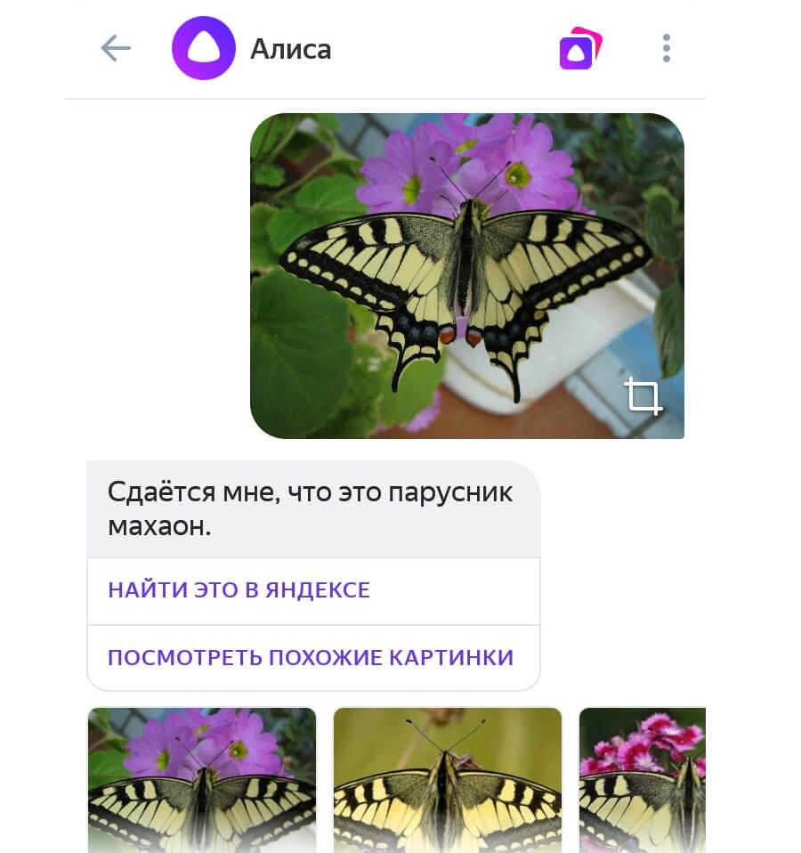 Алиса Поиск По Фотографии